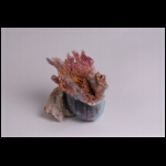 Sea Treasure 6 x 6 x 6 in.jpg